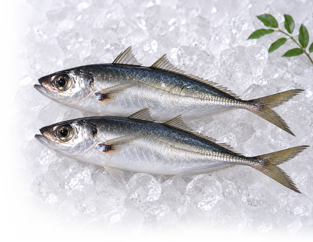 鰺魚(巴攏/黑尾)